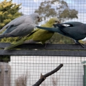 Quaker Mutations