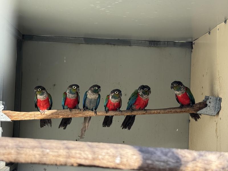 Meyers & Crimson conures