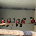 Meyers & Crimson conures