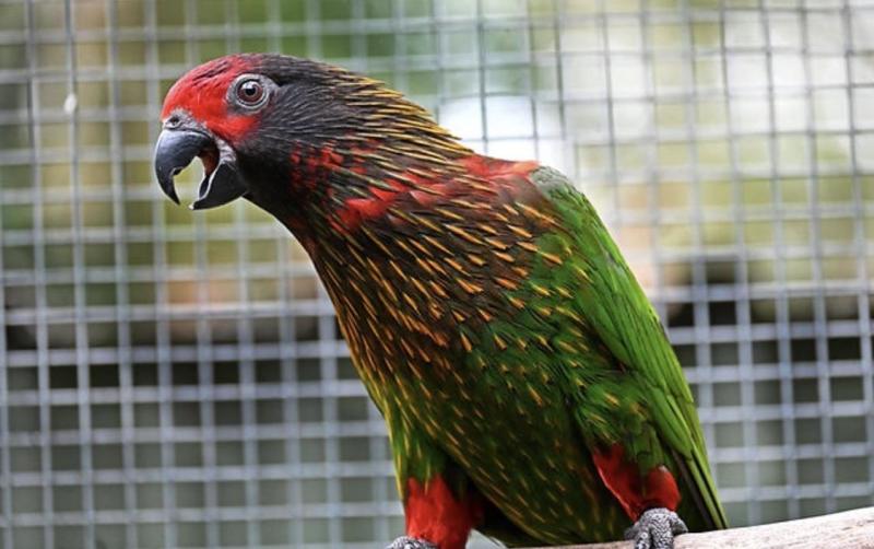 Beautiful Yellow Streaked Lory Pairs available