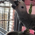 Wtb baby birds for handrearing