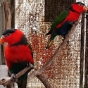 Black capped lory hen, Yellow streaked lory cock