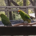 Pure yellow fronted kakarikis