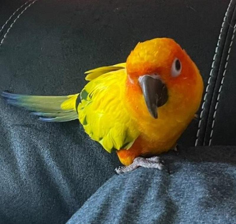 Sun Conure Hand reared