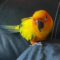 Sun Conure Hand reared