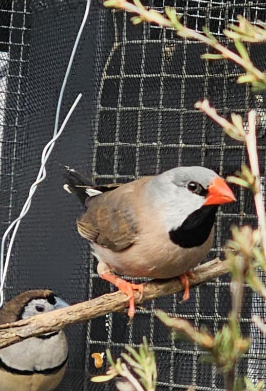 Male hex long tailed finch, Male Parsons finches
