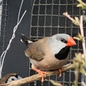 Male hex long tailed finch, Male Parsons finches