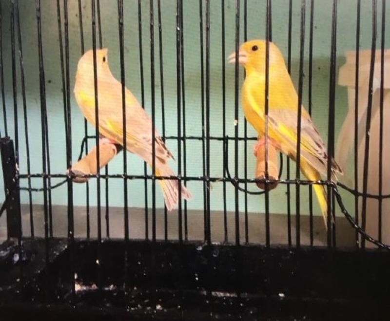 Agate Greenfinches