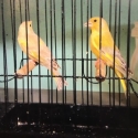 Agate Greenfinches