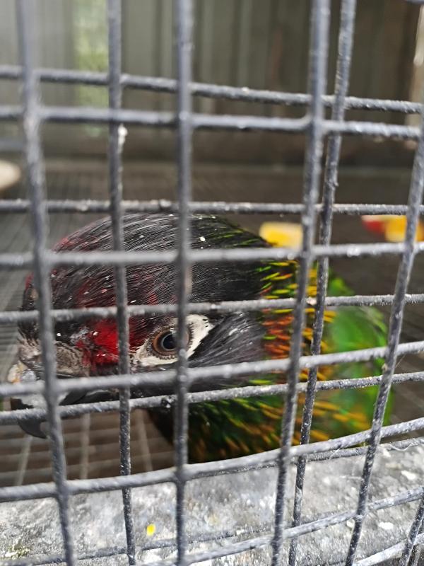 Yellow streaked lory young cock, WTB or swap blue winged parrots