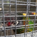 Yellow streaked lory young cock, WTB or swap blue winged parrots