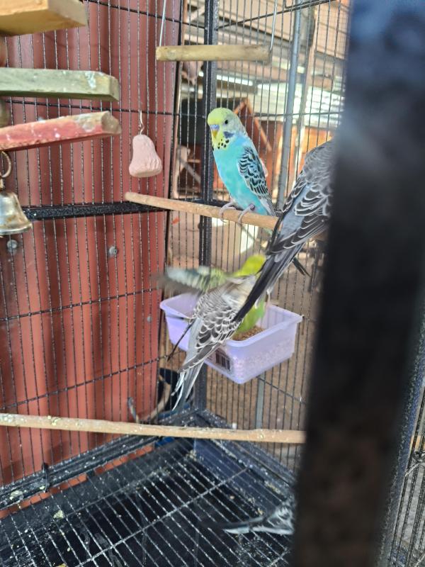 Budgies