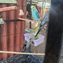 Budgies