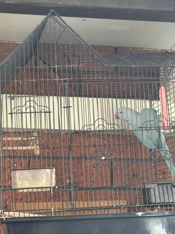 Indian Blue ring neck