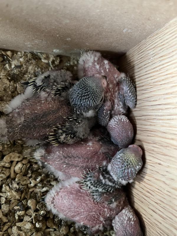 Baby budgies