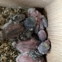 Baby budgies