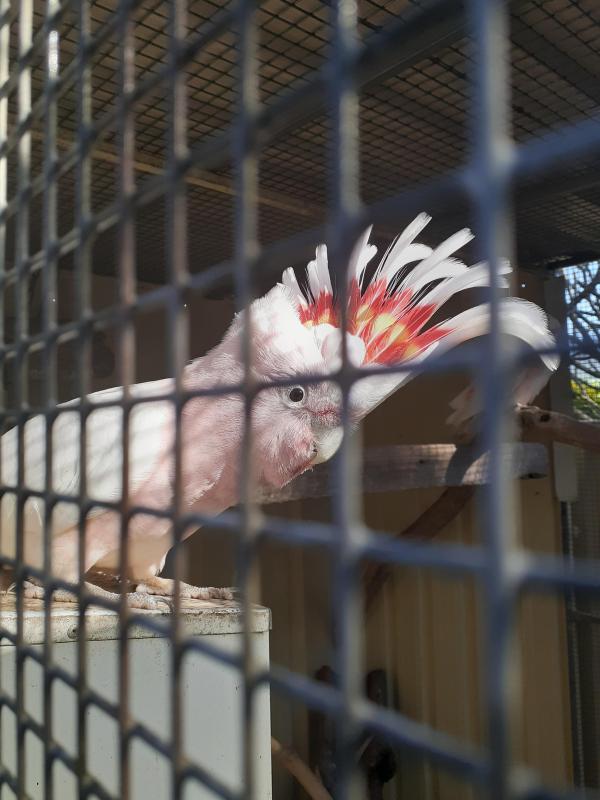 Major Mitchells/ Pink Cockatoo's
