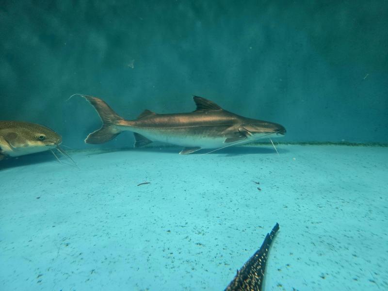 Piraiba Catfish