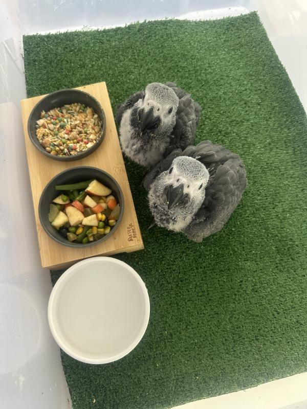 African Grey babies Males