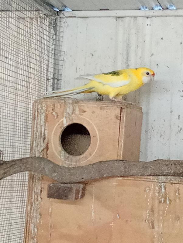 D/F EASTERN ROSELLA COCK SPLIT FOR BLACK