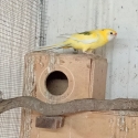D/F EASTERN ROSELLA COCK SPLIT FOR BLACK