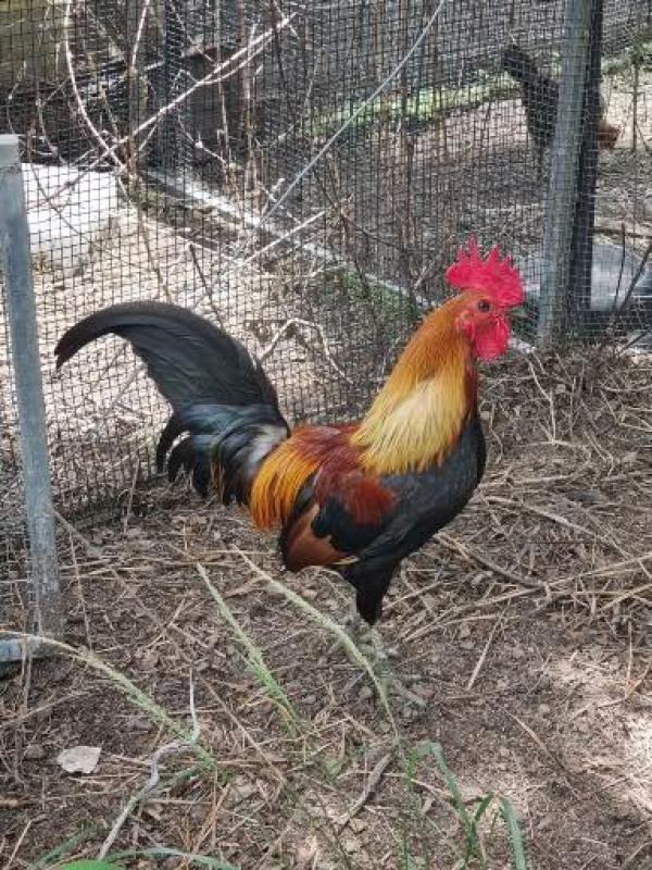 Red junglefowl pr $100