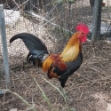 Red junglefowl pr $100