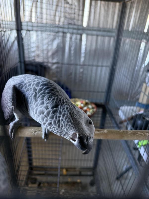 African grey