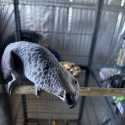 African grey