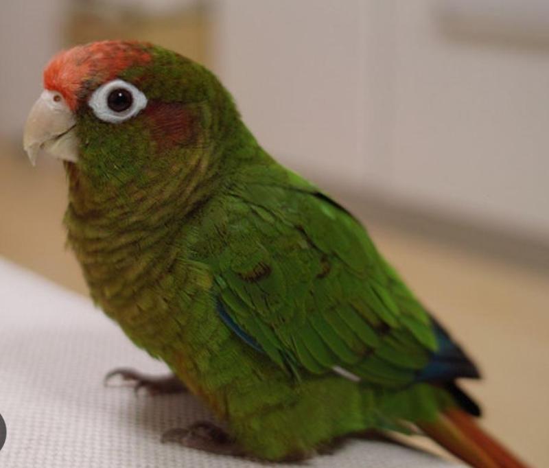 Wanted male rose-crown Conure