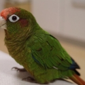 Wanted male rose-crown Conure