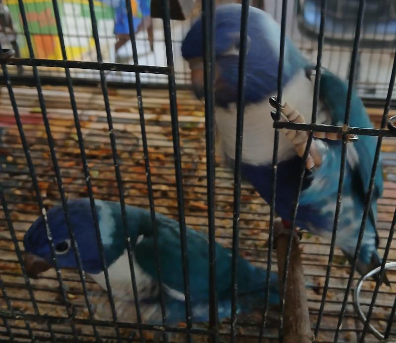 Two Hand raised baby blue lorrikeets