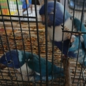 Two Hand raised baby blue lorrikeets