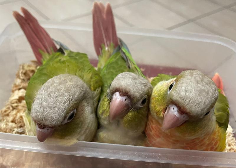 Swap/Sell - 4 x Handraised GC Conures (3 babies, 1 ind)