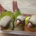 Swap/Sell - 4 x Handraised GC Conures (3 babies, 1 ind)