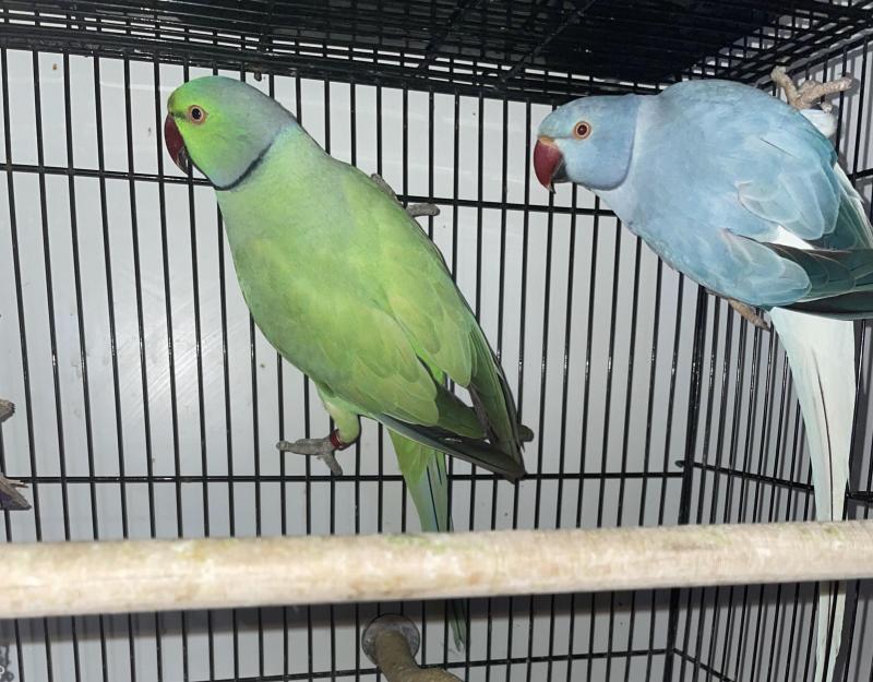 IRN Proven Breeding Pairs