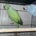 IRN Proven Breeding Pairs