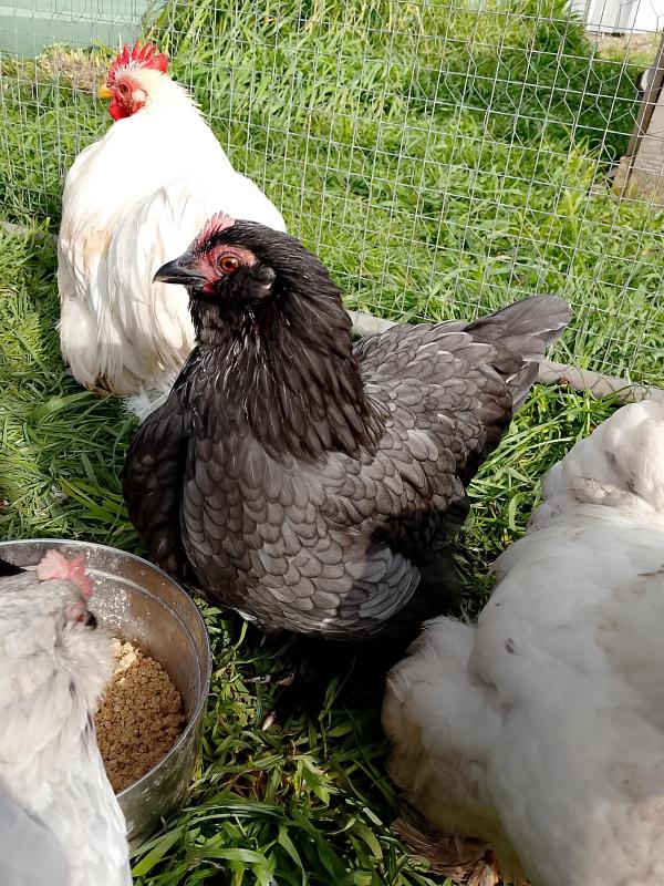 Belgian Barbu D'uccles
