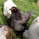 Belgian Barbu D'uccles