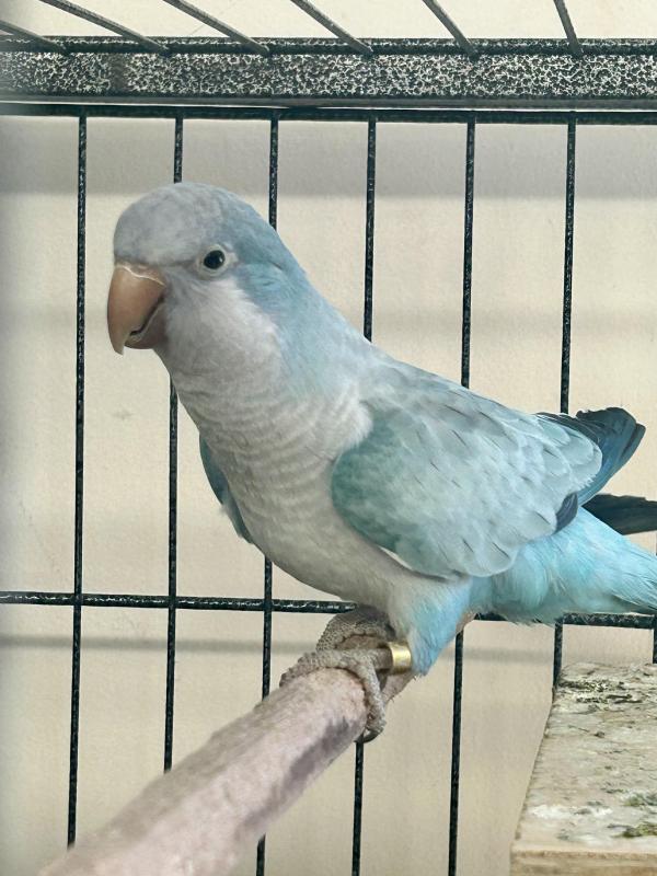 Pair blue Quakers