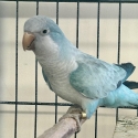 Pair blue Quakers
