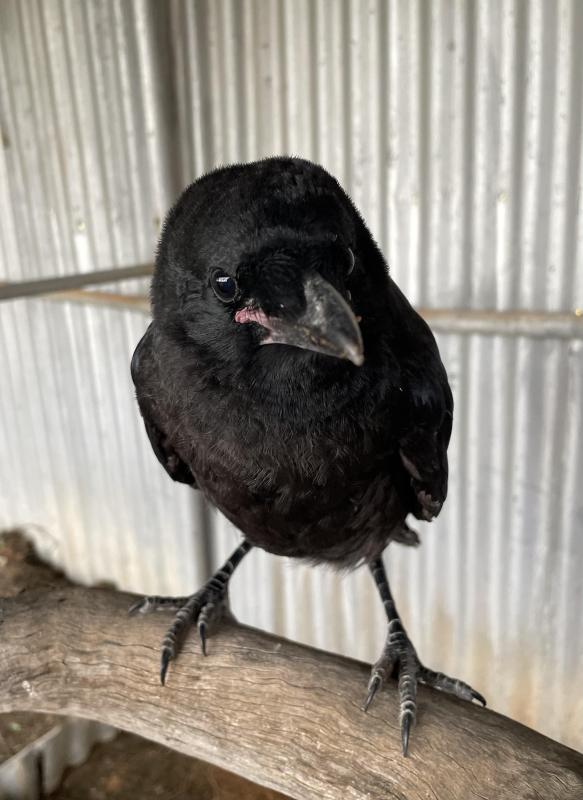 Pet Raven - Hand Raised Pet Crow