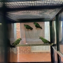 Jardine Parrots