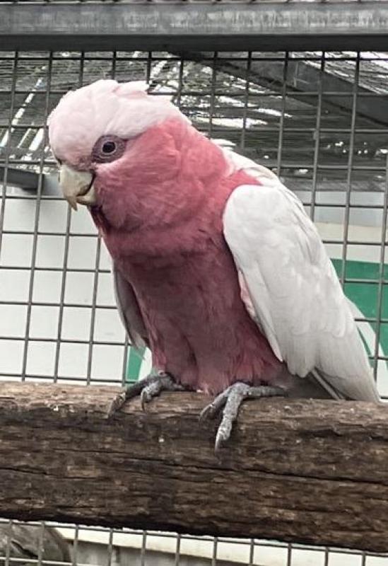 Galah Mutations and Galahs for Sale