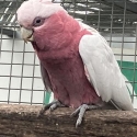 Galah Mutations and Galahs for Sale