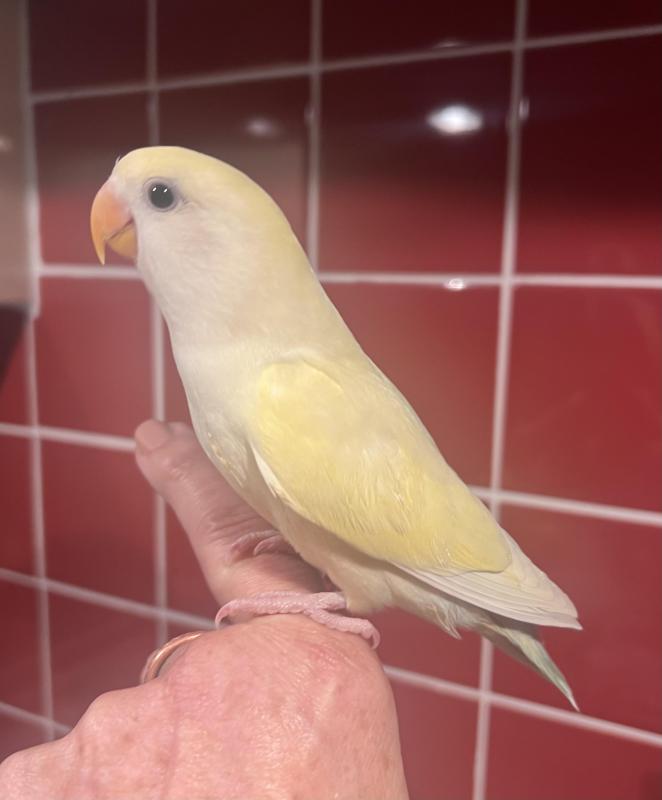 Hand Raised Baby Peachface /Lovebirds