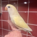 Hand Raised Baby Peachface /Lovebirds