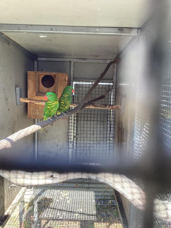 Scaly breasted lorikeets