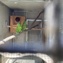 Scaly breasted lorikeets