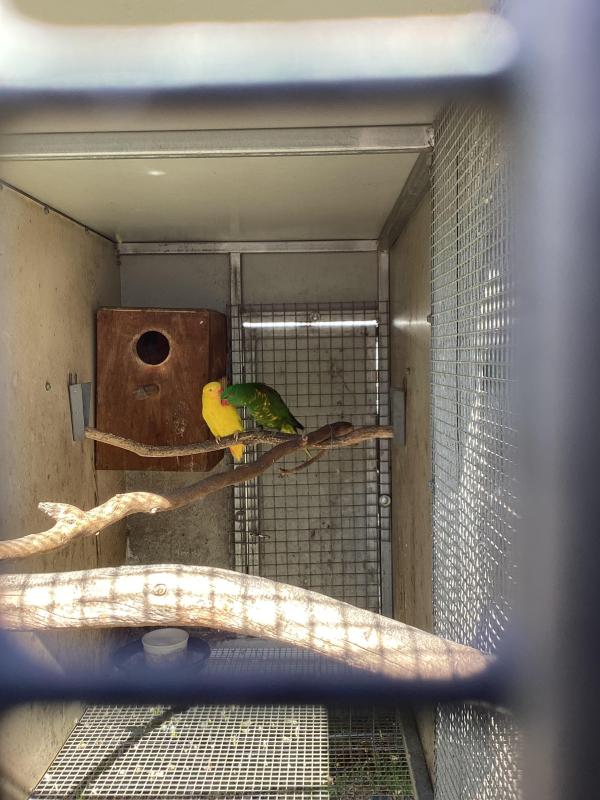 Young pair scaly breasted lorikeets